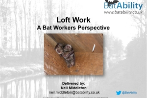 Loft Work – Bat Workers Perspective
