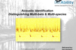 Acoustic Identification – Distinguishing Multi-bats & Multi-species