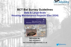 Bats & Large-Scale Housing Maintenance Projects (Dec 2024)