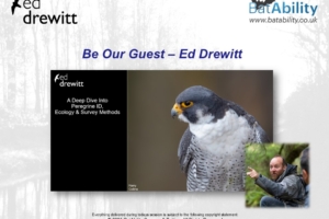 ‘Be Our Guest’ – Ed Drewitt – Peregrine ID, Ecology & Survey Methods